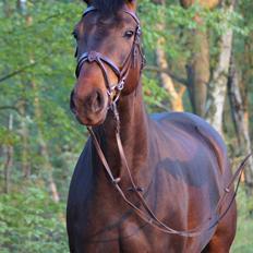 Anden særlig race Montana