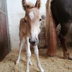 Haflinger Narciso W. K.
