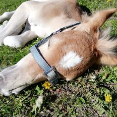 Haflinger Narciso W. K.