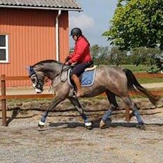 Dansk Varmblod La-Señorita Blanca 