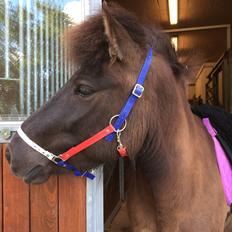 Islænder Perla fra Ellemosegård