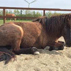 Islænder Perla fra Ellemosegård