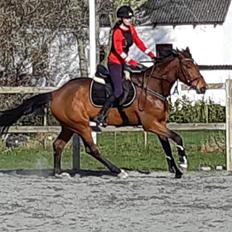 Dansk Varmblod Zarra's Annakonda {Himmelhest}