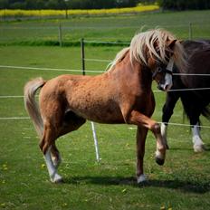 Welsh Mountain (sec A) Fakla Calypso *RIP* 