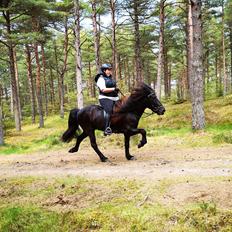 Islænder Stari harrested