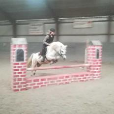 Welsh Mountain (sec A) Petúla