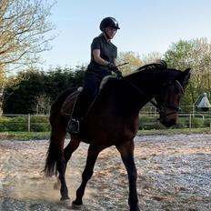 Hollandsk Varmblod Elonlisa