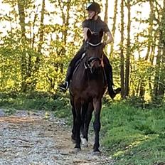 Hollandsk Varmblod Elonlisa