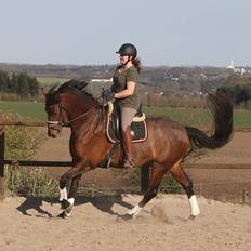 Dansk Varmblod Royal Sunshine (himmelhest)