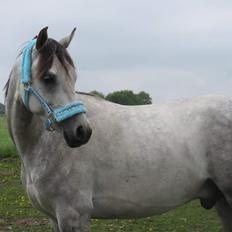 Arabisk fuldblod (OX) Rastox Shanan ox 7016 *SOLGT*