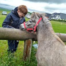 Knabstrupper Rughavens abby