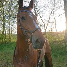 Hollandsk Varmblod Bluf Van De Wolfsakker 