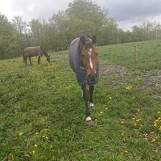 Hollandsk Varmblod Bluf Van De Wolfsakker 