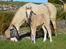 Welsh Mountain (sec A) Noerrelide's lady ellinor