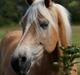 Tyroler Haflinger Akando