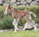 Welsh Pony af Cob-type (sec C) Noerrelide's newt scamander