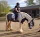 Irish Cob LL. Mølgaards McCoy