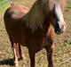 Welsh Pony af Cob-type (sec C) Gribsvads medina jo
