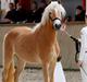 Haflinger Gro af Åtte bjerge