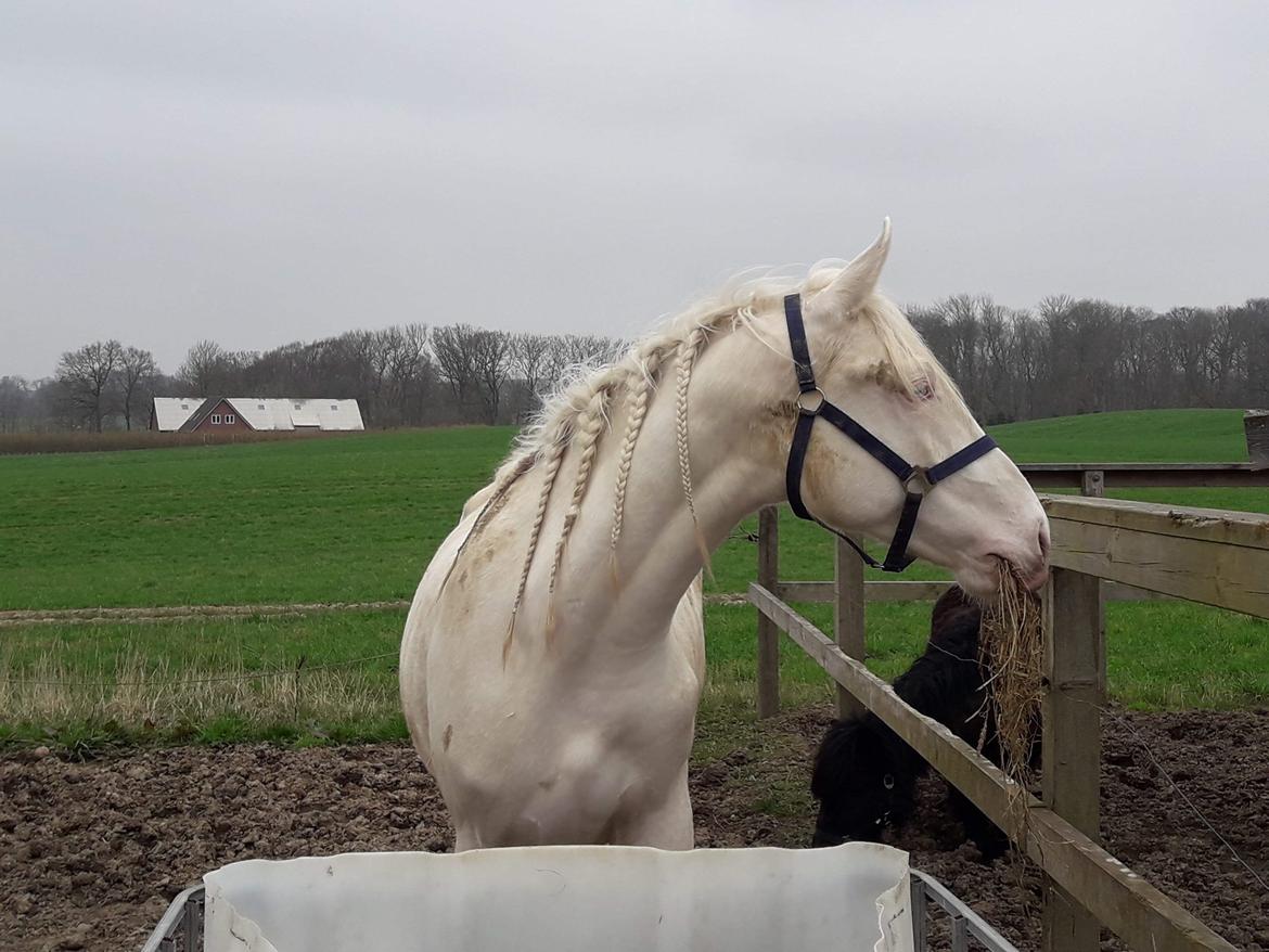 Anden særlig race Dyrekjærs Amazing Damian (solgt) billede 4