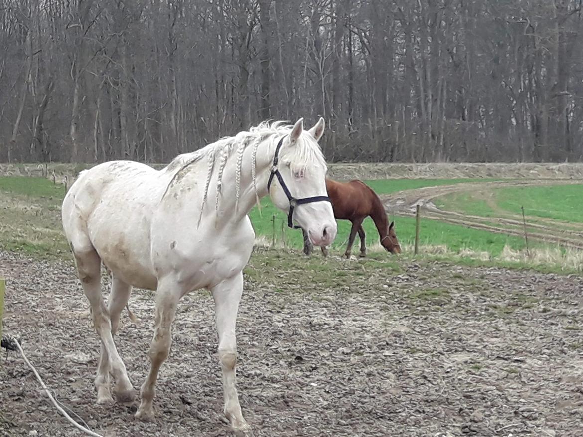 Anden særlig race Dyrekjærs Amazing Damian (solgt) billede 6