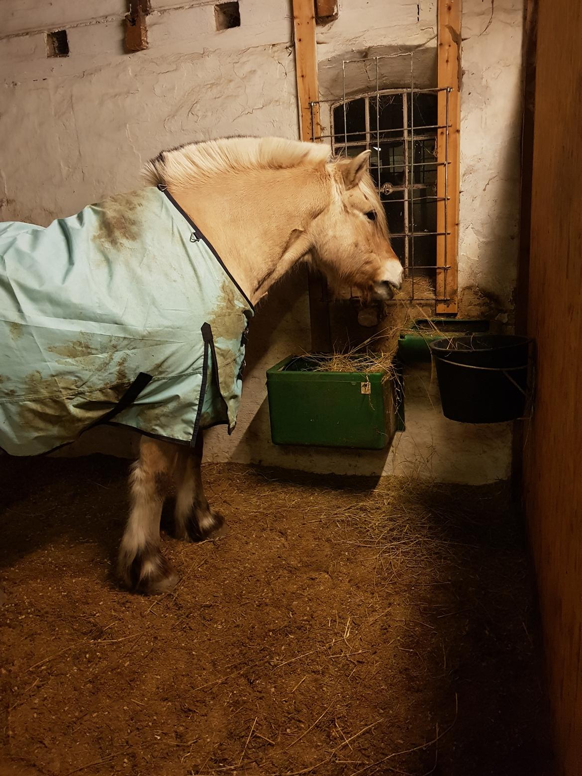 Fjordhest Ph's benjamin R.I.P billede 7