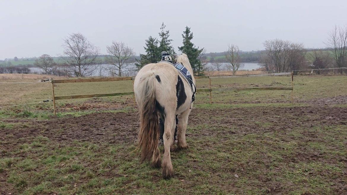 Anden særlig race Freja billede 1