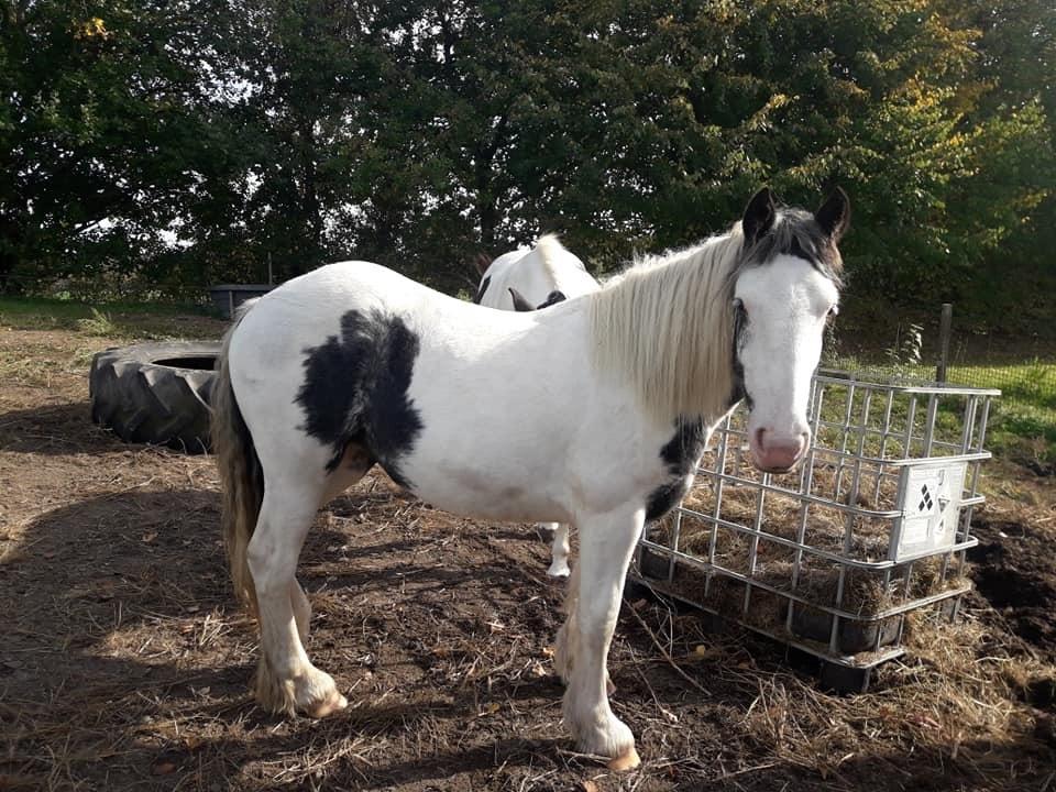 Anden særlig race Freja billede 5