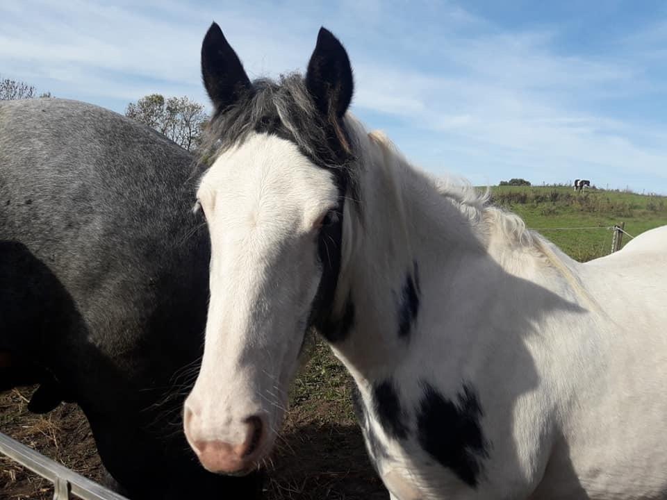 Anden særlig race Freja billede 6