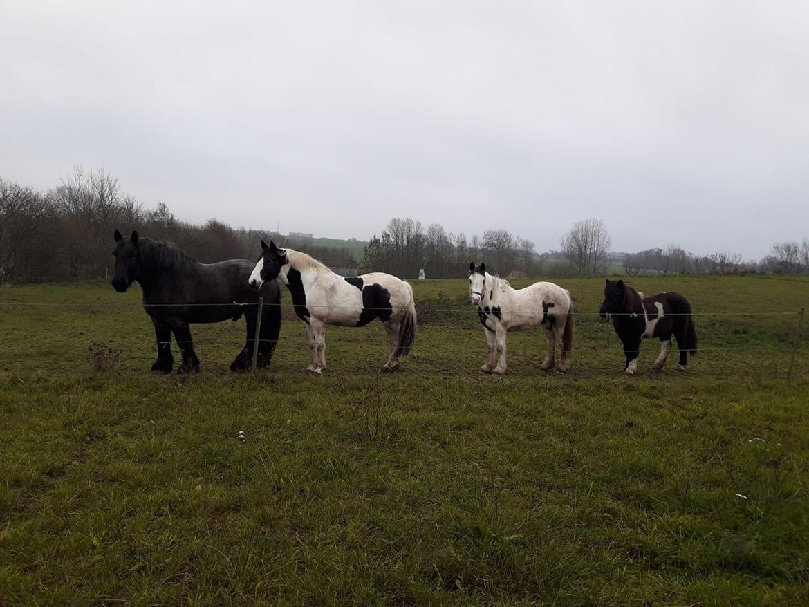 Anden særlig race Freja billede 8
