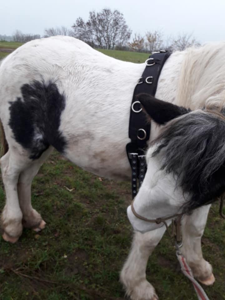 Anden særlig race Freja billede 7