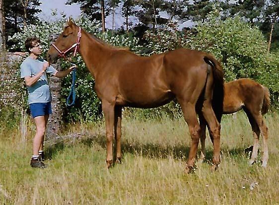 Fuldblod (XX) Flower Vale xx billede 1