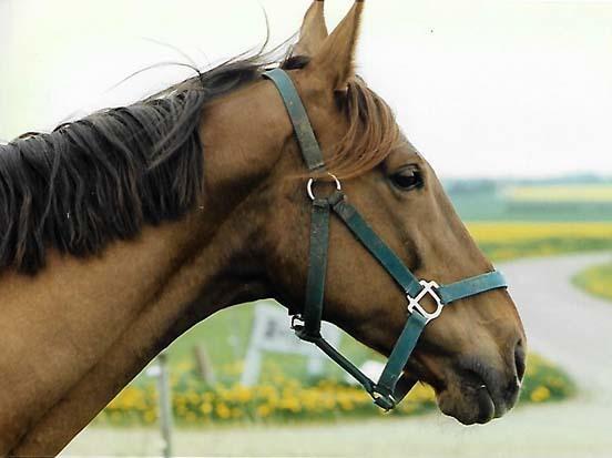 Fuldblod (XX) Flower Vale xx billede 2