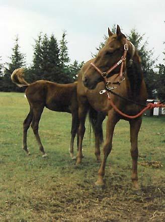 Fuldblod (XX) Flower Vale xx billede 3