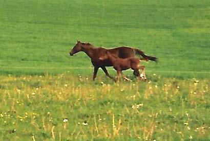 Fuldblod (XX) Flower Vale xx billede 4