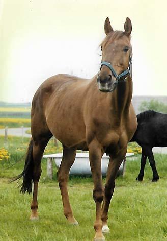 Fuldblod (XX) Flower Vale xx billede 5