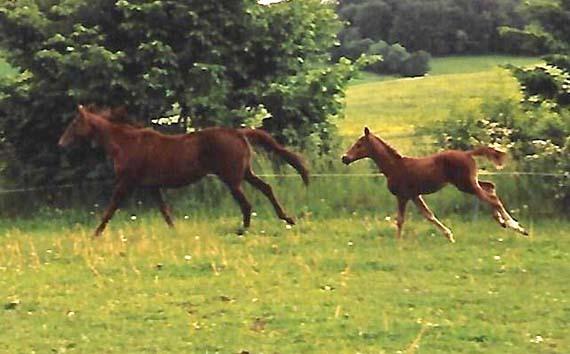 Fuldblod (XX) Flower Vale xx billede 6