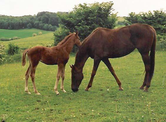 Fuldblod (XX) Flower Vale xx billede 7