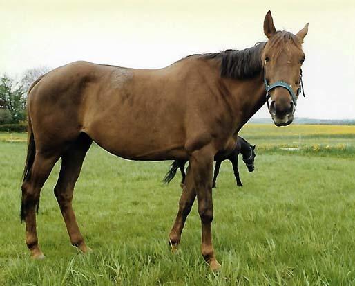 Fuldblod (XX) Flower Vale xx billede 8