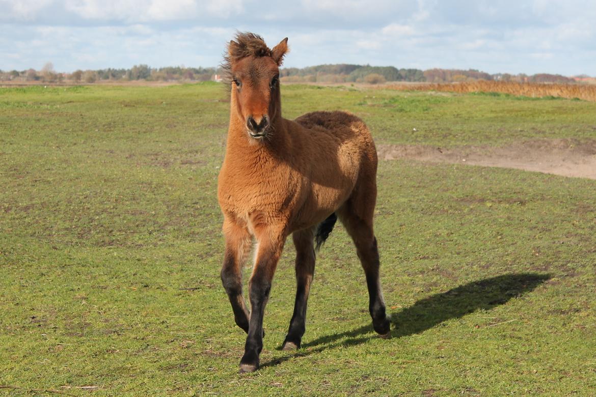 Islænder þokkabót fra Bakholm - 27/10-18 billede 14