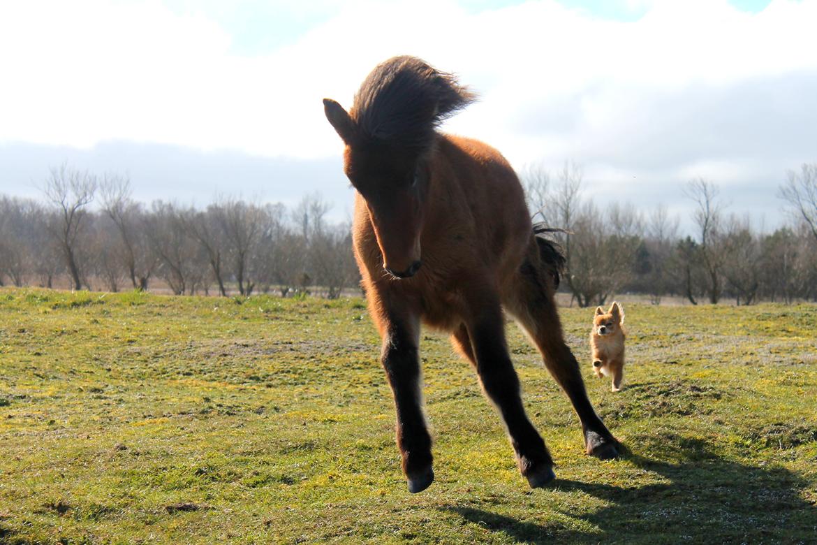 Islænder þokkabót fra Bakholm - 25/03-19 billede 10