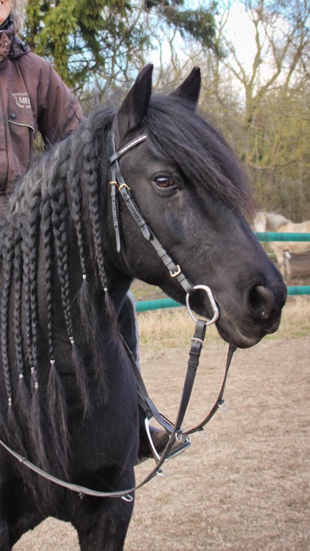 Fell pony - Hollyhouse Bracken (Bob) † billede 14