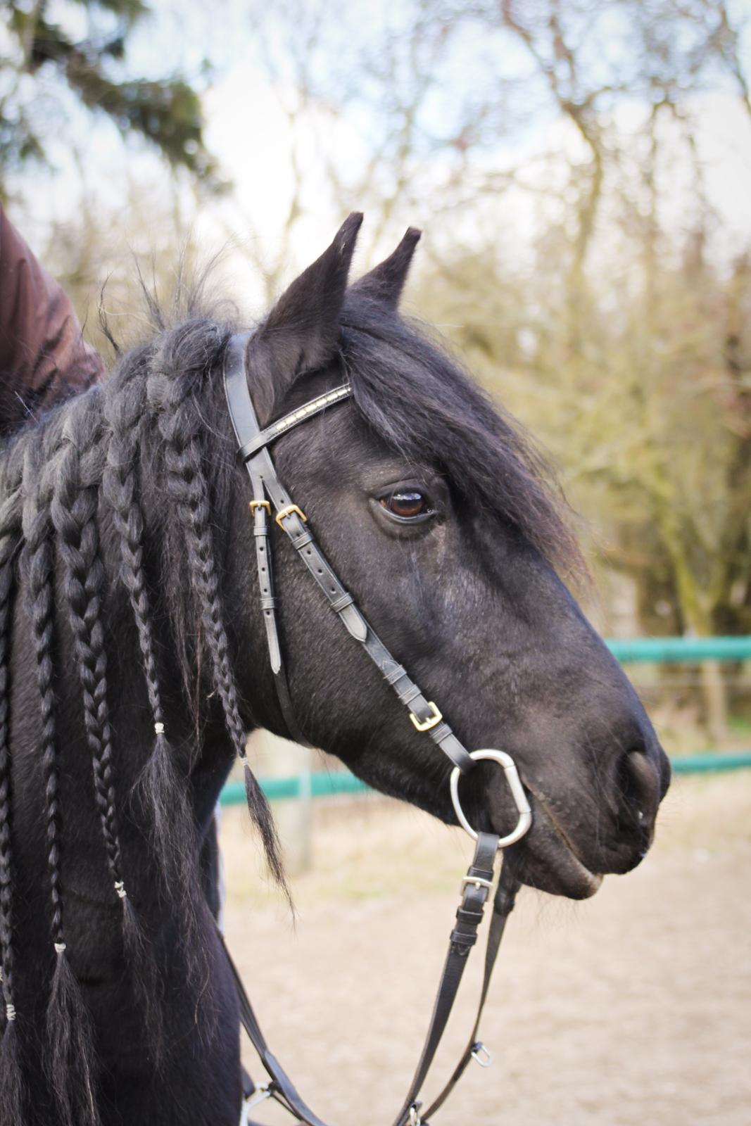 Fell pony - Hollyhouse Bracken (Bob) † billede 11