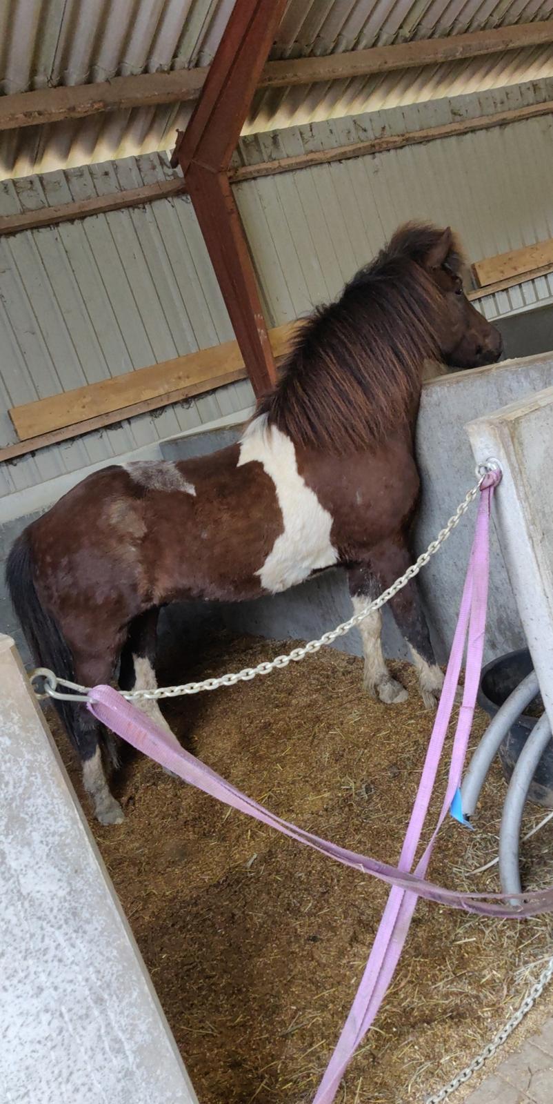 Islænder Ófeigur fra Bakkegården ll billede 3