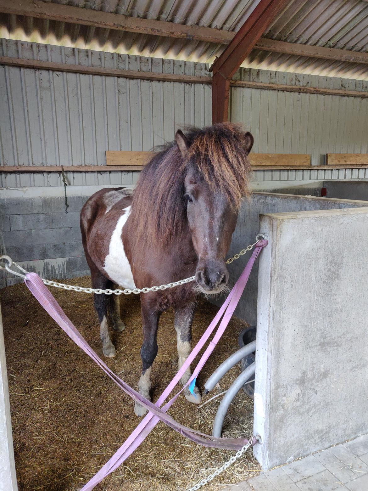 Islænder Ófeigur fra Bakkegården ll billede 2