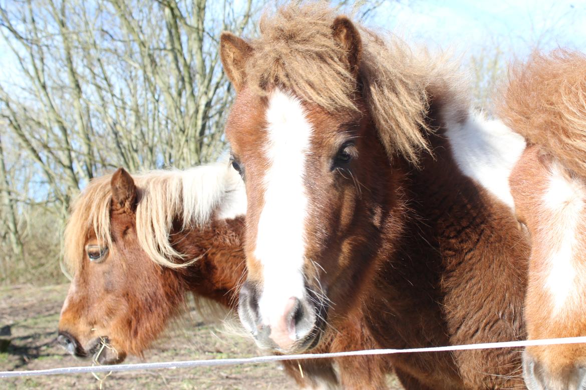 Shetlænder Turbo - 27-03-2019 billede 12