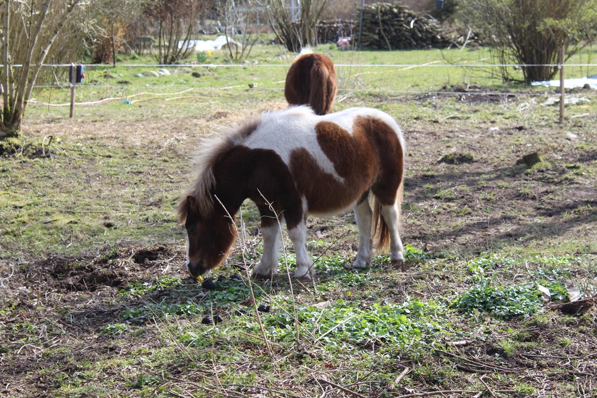 Shetlænder Turbo - 27-03-2019 billede 22