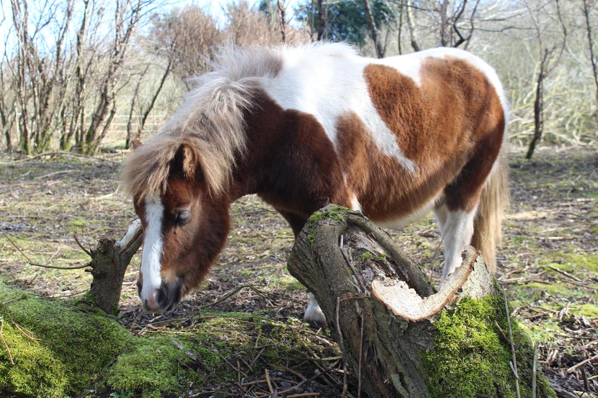 Shetlænder Turbo - 27-03-2019 billede 4