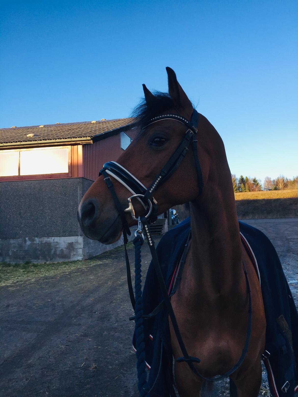 DSP Nørlunds Spring Flower billede 7