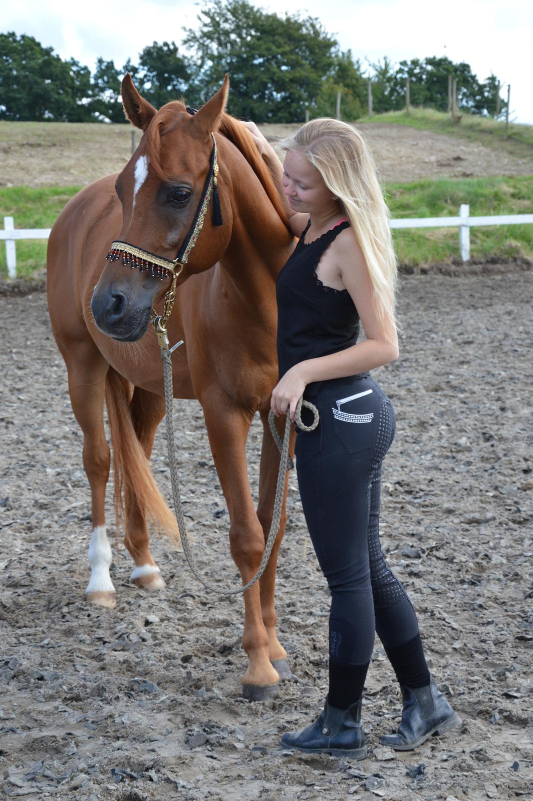 Arabisk fuldblod (OX) Ul barolo ox billede 6